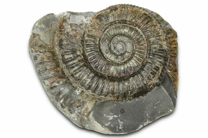 Jurassic Ammonite (Dactylioceras) Fossil - England #362466
